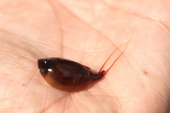 Lepidurus apus