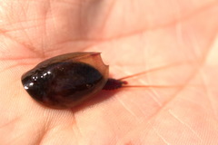 Lepidurus apus