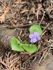 Viola selkirkii