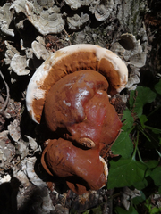 Ganoderma polychromum image