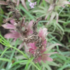 Castilleja purpurea