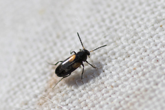 Anaspis fasciata