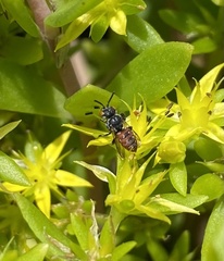 Holcopasites calliopsidis