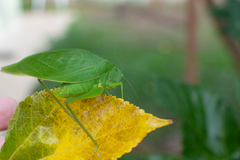 Microcentrum marginatum
