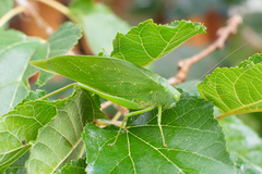 Microcentrum marginatum