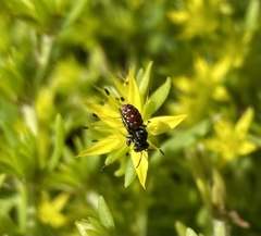 Holcopasites calliopsidis