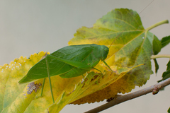 Microcentrum marginatum