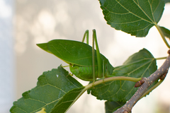 Microcentrum marginatum