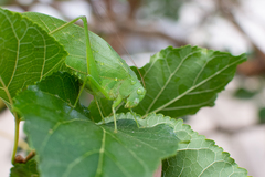 Microcentrum marginatum