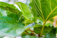 Microcentrum marginatum