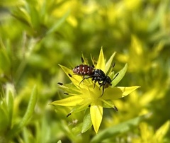 Holcopasites calliopsidis
