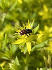Holcopasites calliopsidis