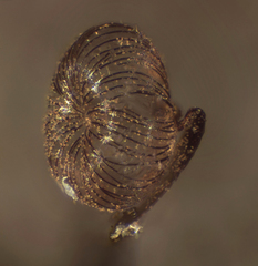 Cribraria cancellata
