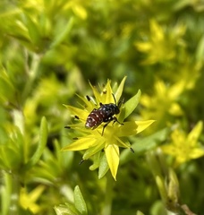 Holcopasites calliopsidis