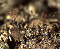 Cribraria cancellata