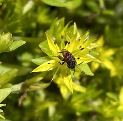 Holcopasites calliopsidis