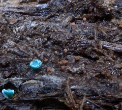 Cribraria cancellata
