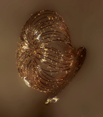 Cribraria cancellata