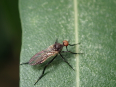 Empis chioptera