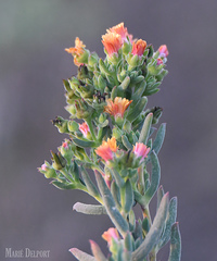 Delosperma testaceum