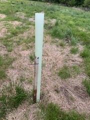 Eucalyptus aggregata