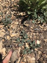 Lomatium repostum