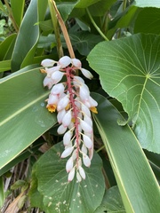 Alpinia zerumbet