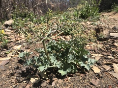 Lomatium repostum