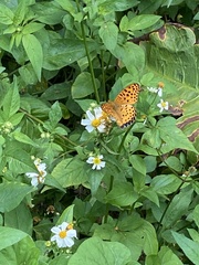 Argynnis hyperbius