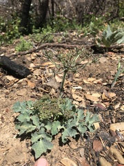 Lomatium repostum