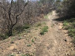 Lomatium repostum
