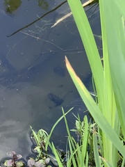 Planorbarius corneus