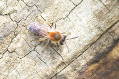 Andrena helvola