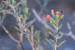 Delosperma testaceum