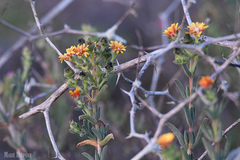 Delosperma testaceum