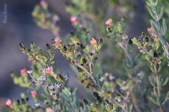 Delosperma testaceum