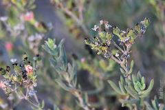 Delosperma testaceum