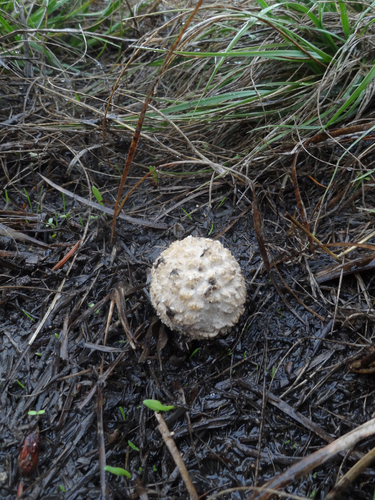 Saproamanita pruittii image