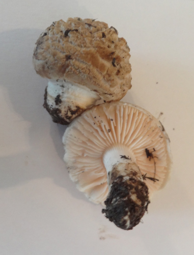 Saproamanita pruittii image