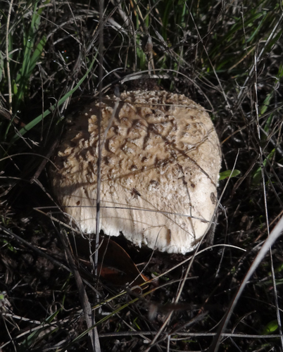 Saproamanita pruittii image