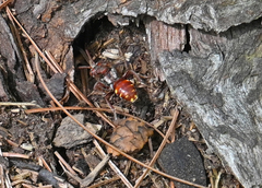 Nomada maculata