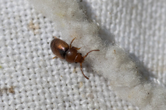 Kateretes pedicularius