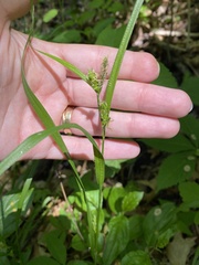 Carex grisea