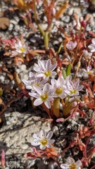 Lewisia triphylla