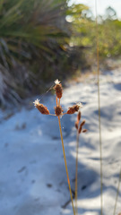 Fimbristylis caroliniana