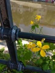 Chelidonium majus