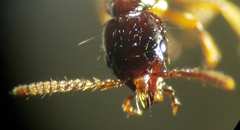 Atrecus macrocephalus