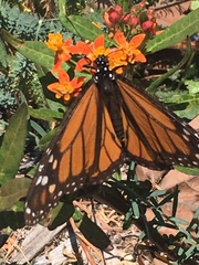 Danaus plexippus
