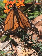 Danaus plexippus