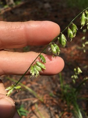 Melica mutica